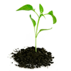 plant.png